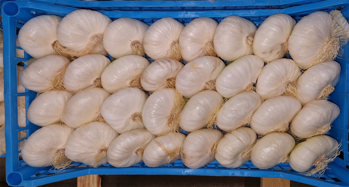 Cipolle - Campania, calibro 60-80 - 2,00 €/kg